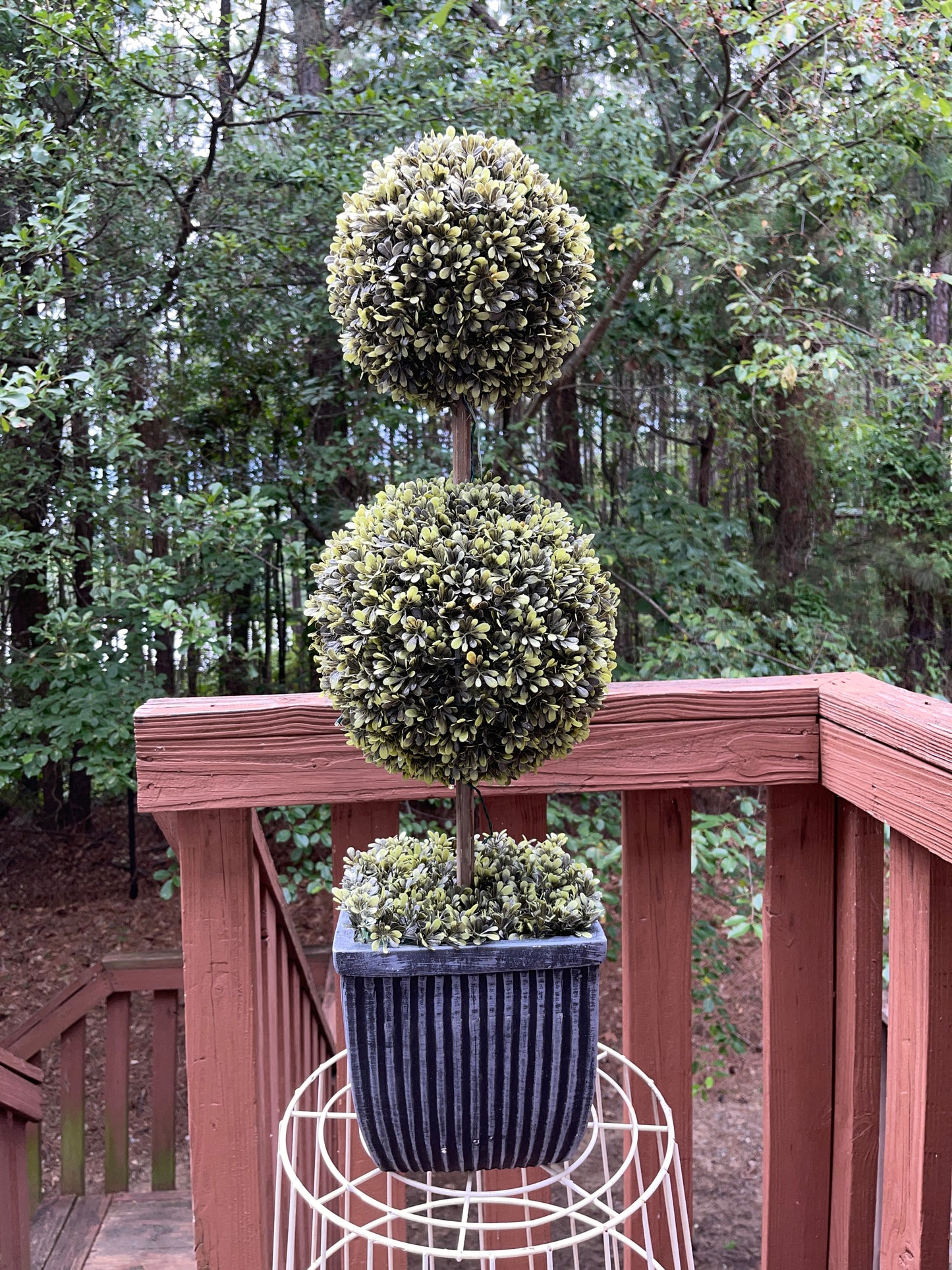 TREE RENTAL WHITE BLOSSOM APPLE TREE