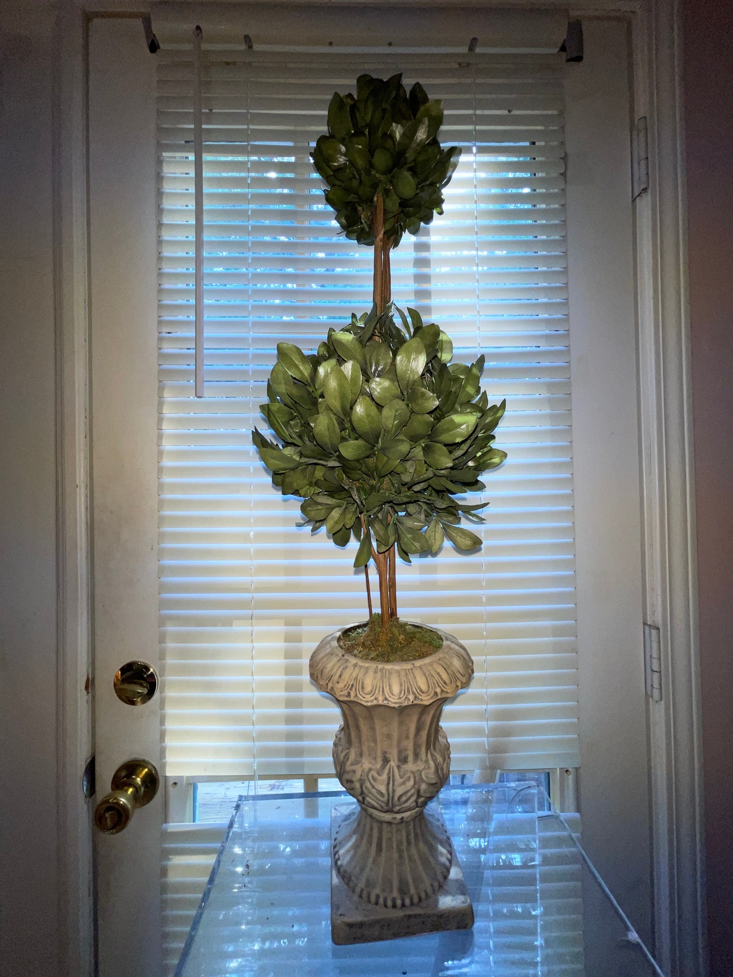 RENTAL GREEN TOPIARY SHRUBBERY TERRACOTTA STYLE POT