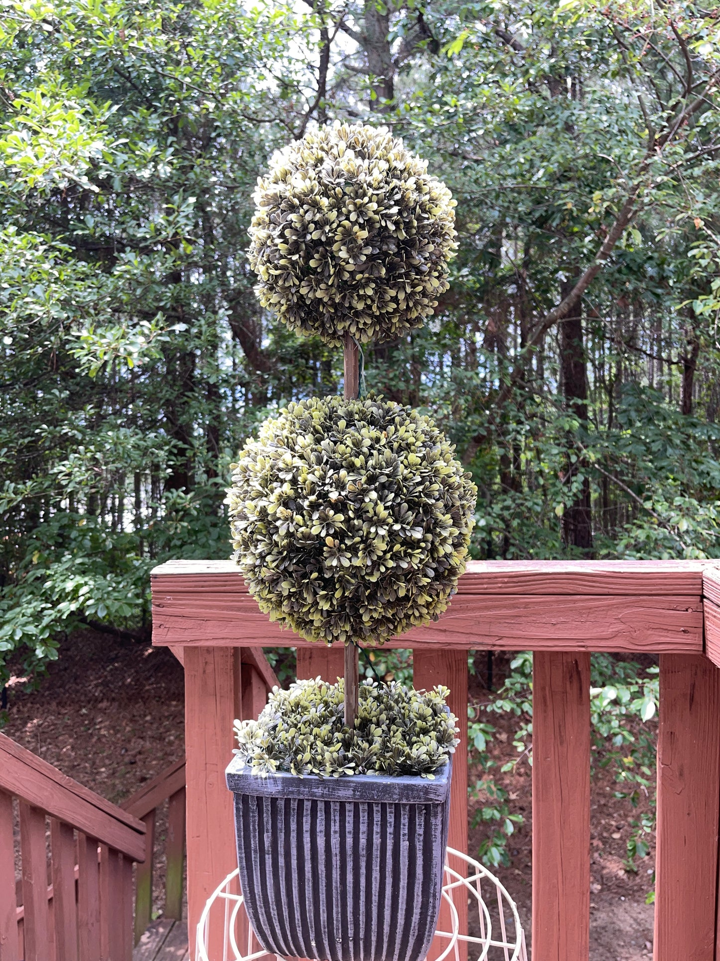 TREE RENTAL WHITE BLOSSOM APPLE TREE