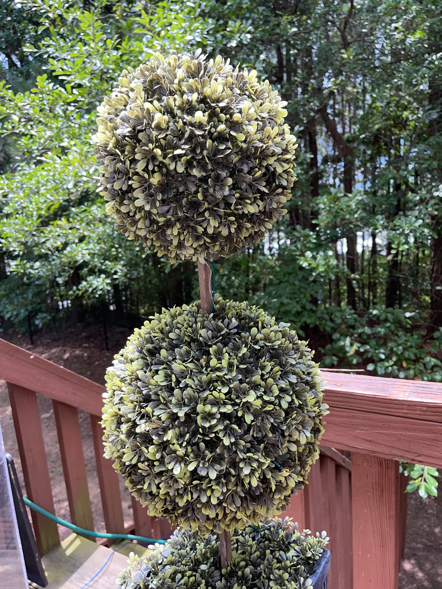 TREE RENTAL WHITE BLOSSOM APPLE TREE