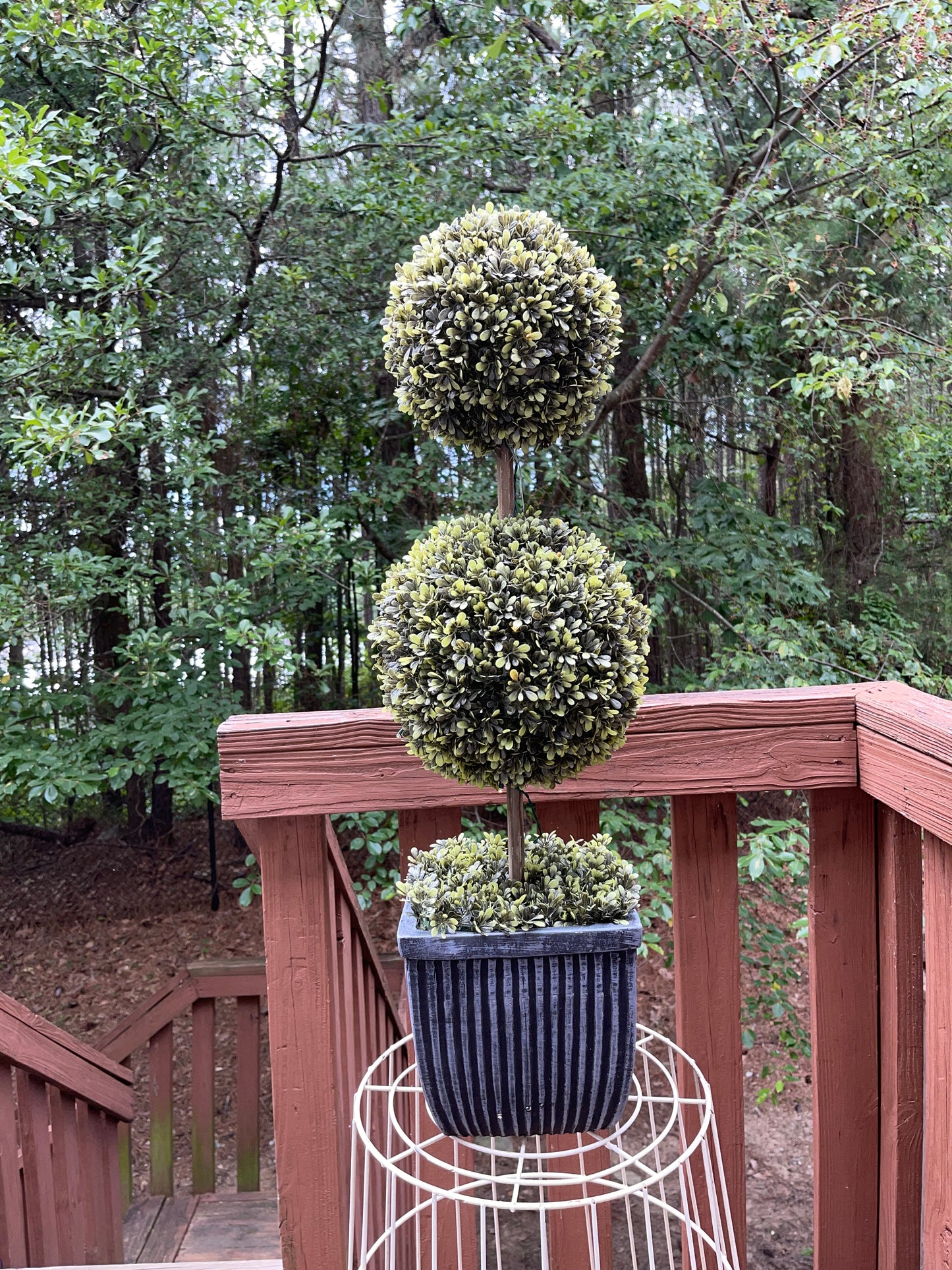 TREE RENTAL WHITE BLOSSOM APPLE TREE