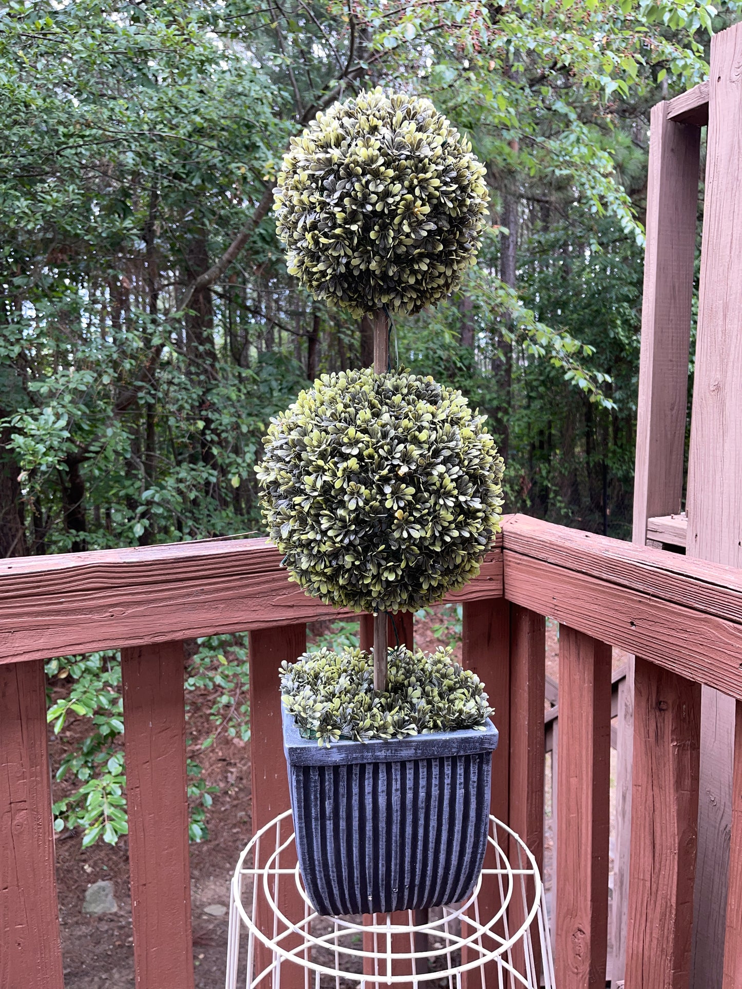 TREE RENTAL WHITE BLOSSOM APPLE TREE