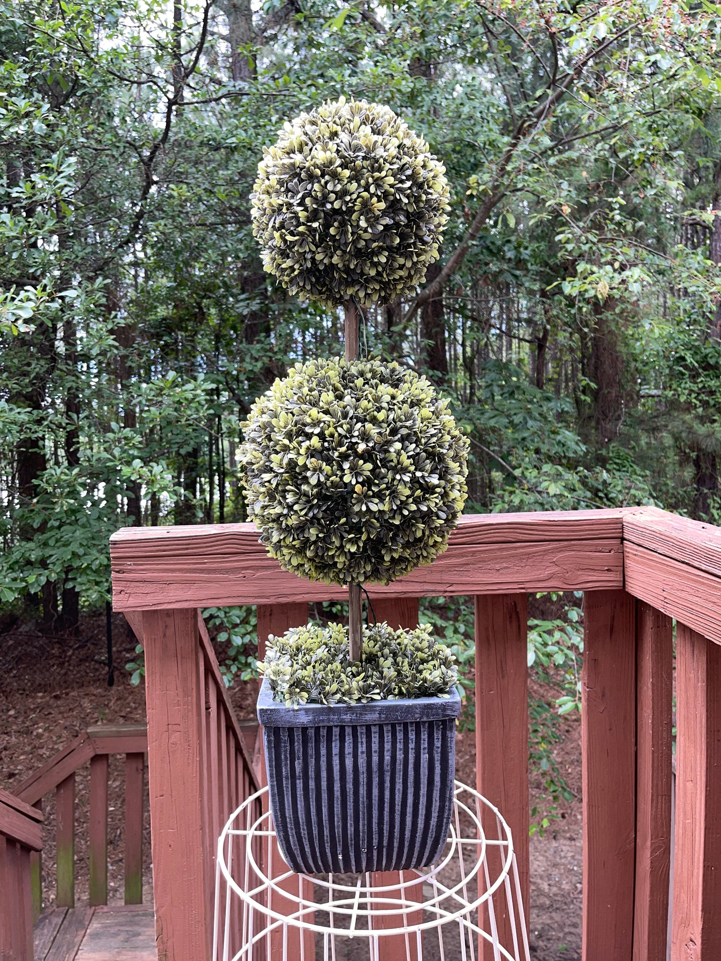 TREE RENTAL WHITE BLOSSOM APPLE TREE