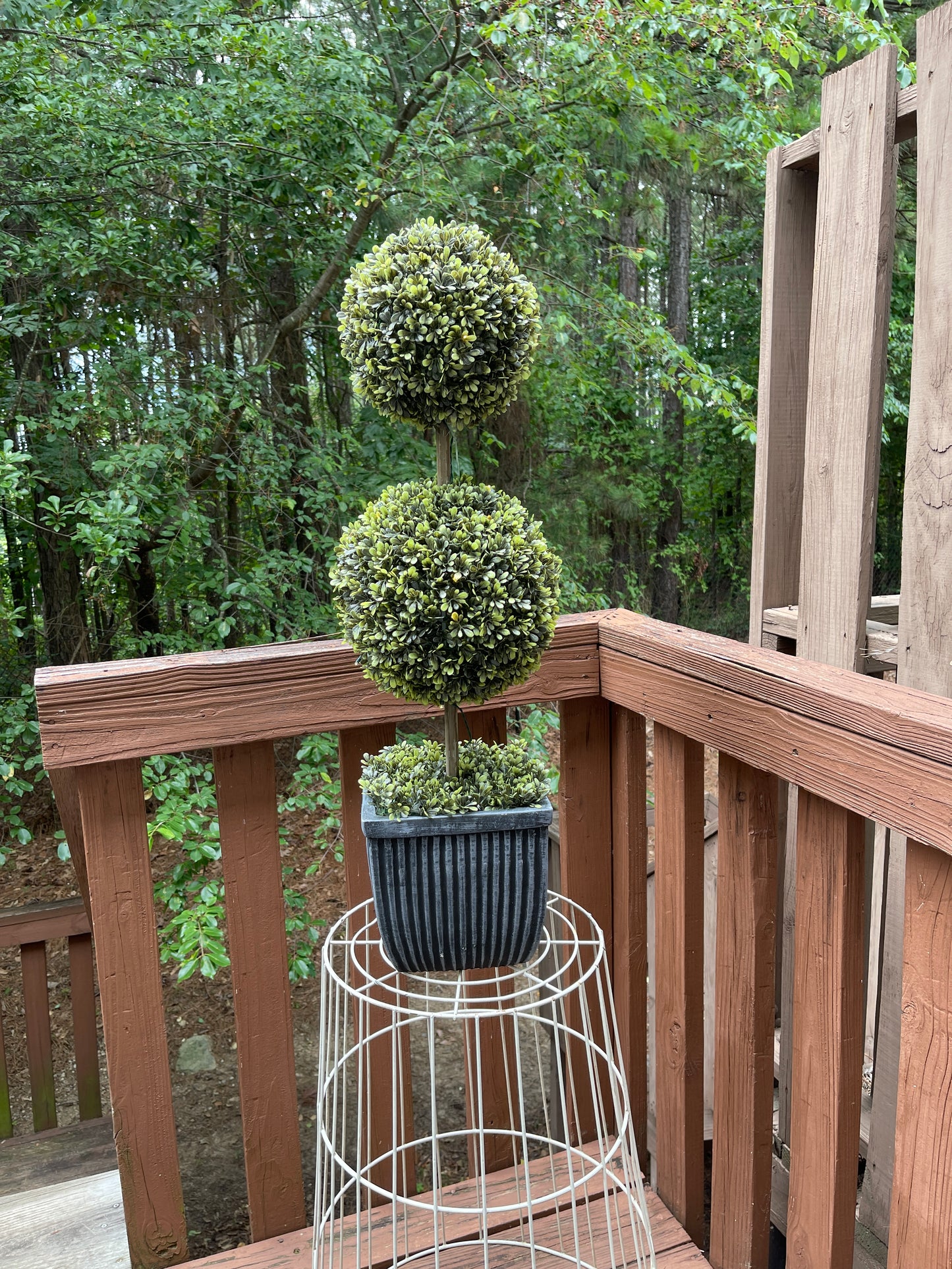 TREE RENTAL WHITE BLOSSOM APPLE TREE