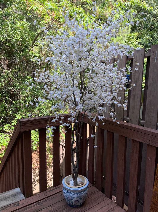 TREE RENTAL WHITE BLOSSOM APPLE TREE