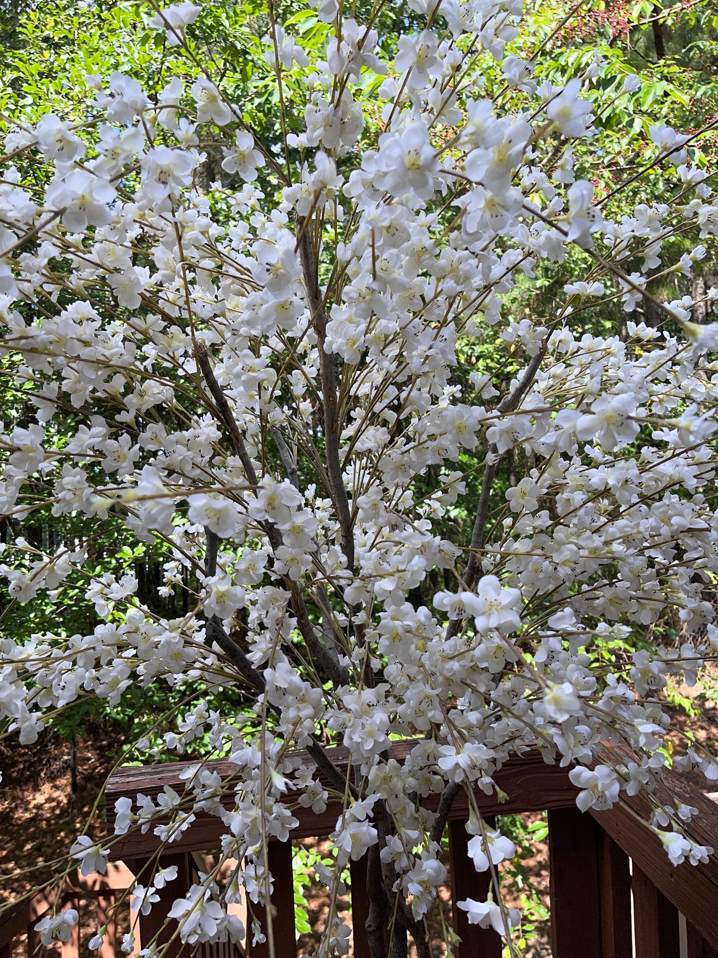 TREE RENTAL WHITE BLOSSOM APPLE TREE