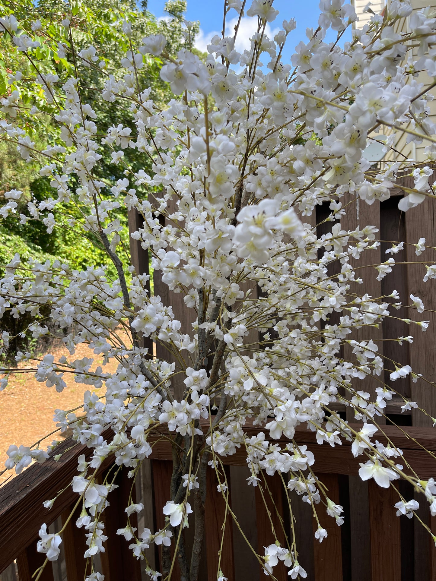 TREE RENTAL WHITE BLOSSOM APPLE TREE