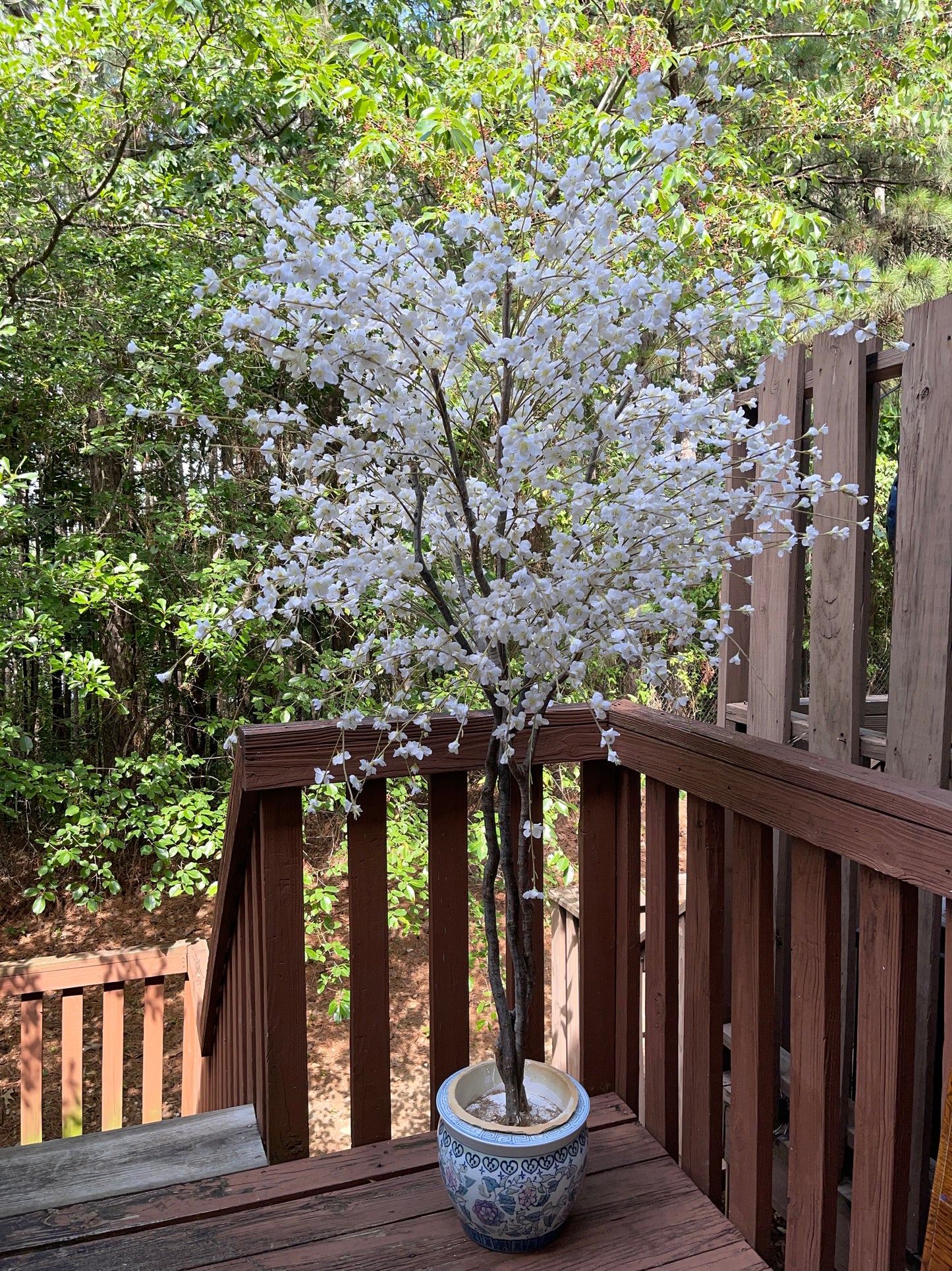 TREE RENTAL WHITE BLOSSOM APPLE TREE