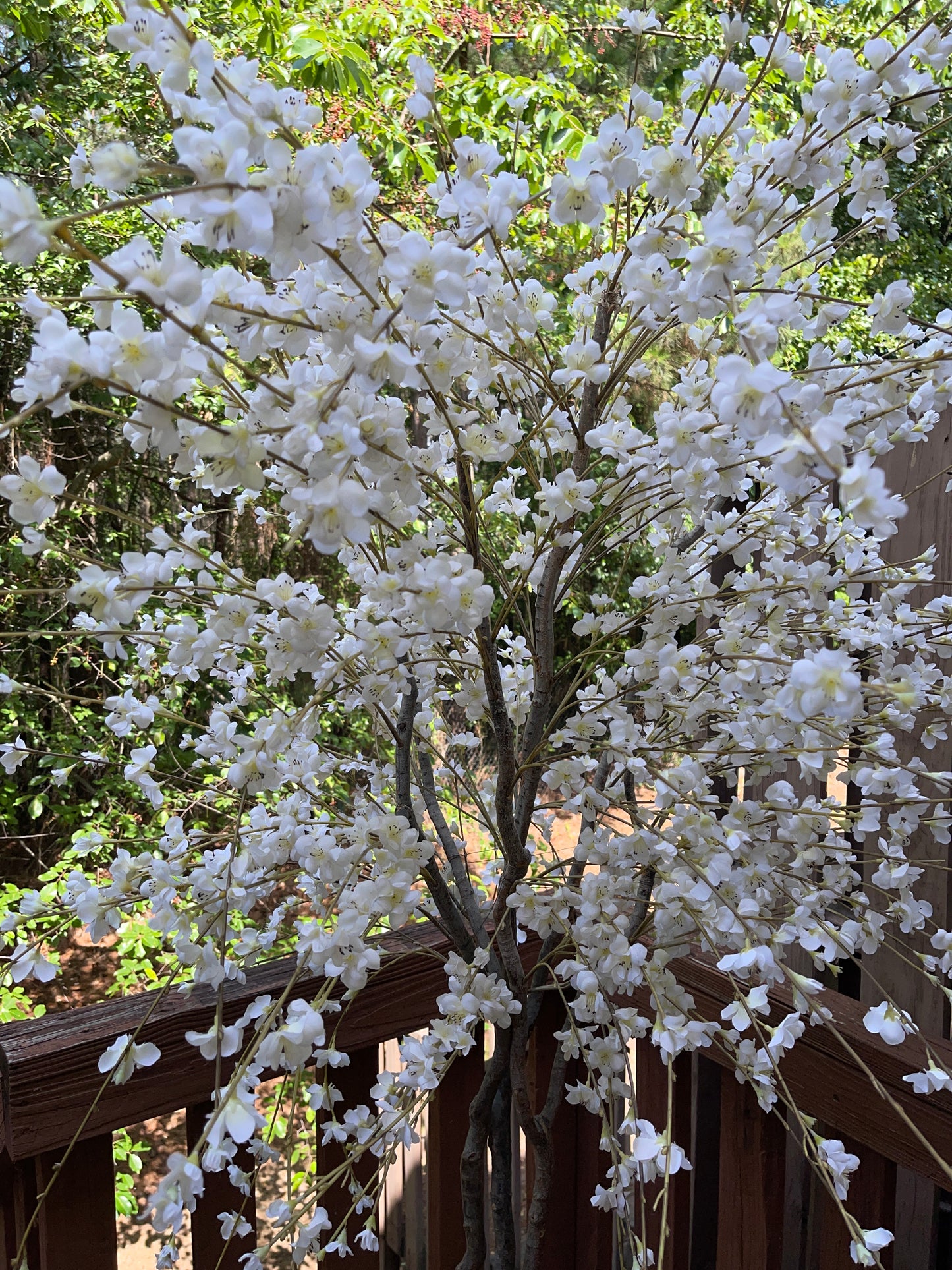 TREE RENTAL WHITE BLOSSOM APPLE TREE