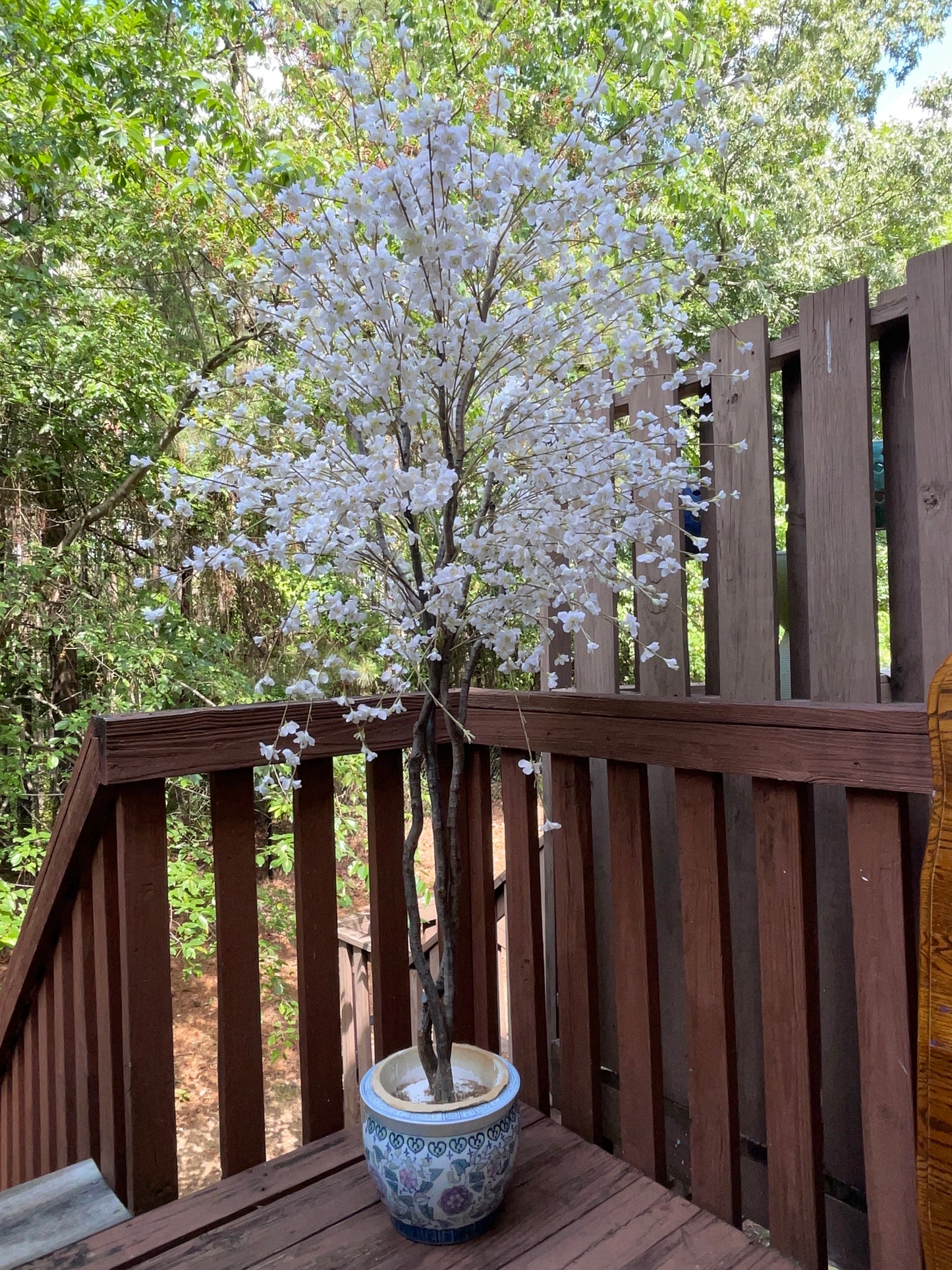 TREE RENTAL WHITE BLOSSOM APPLE TREE